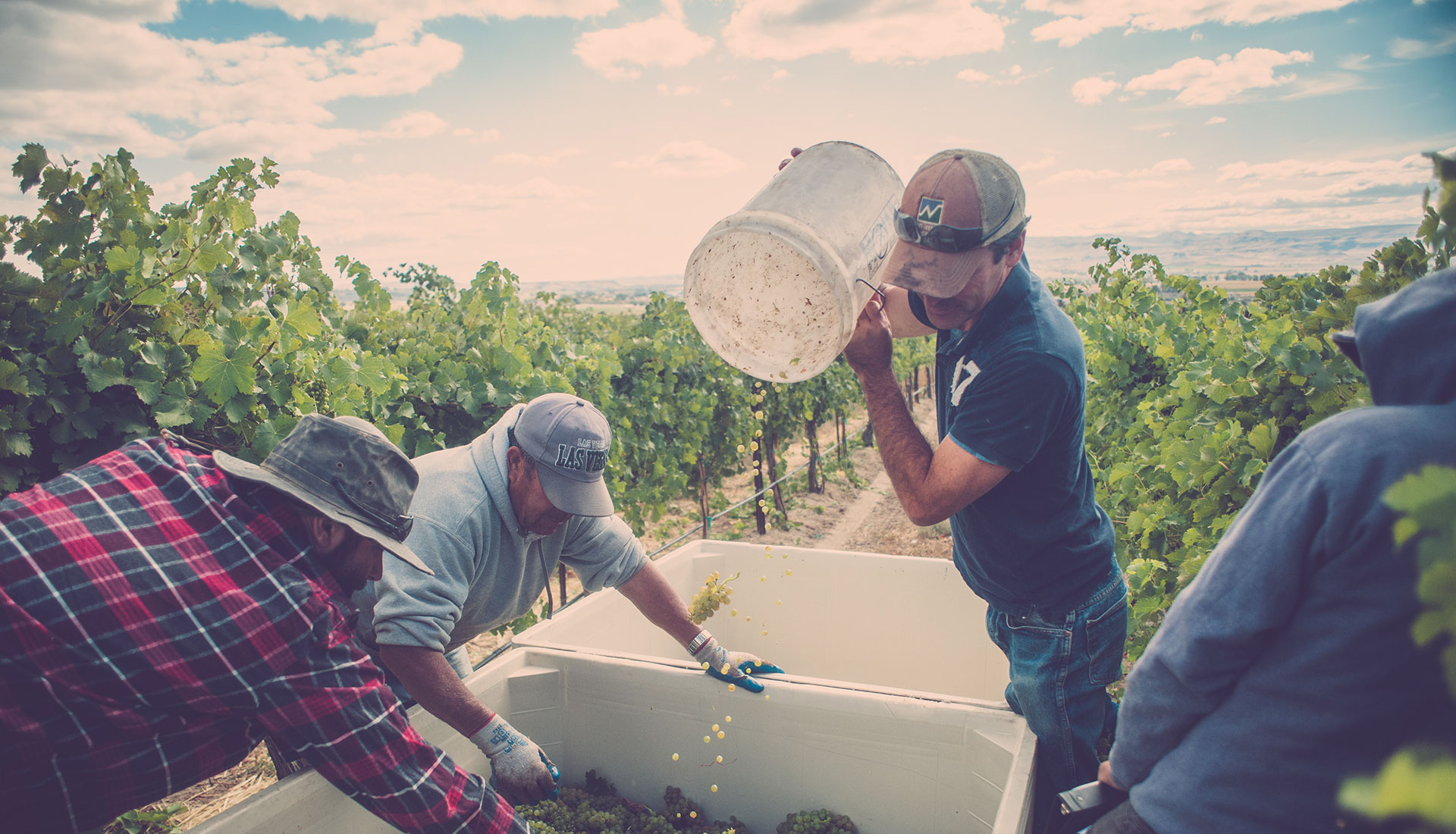 Four people in a vineyard harvesting grapes