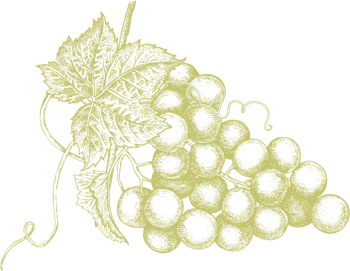 green sketch art of a bunch of grapes
