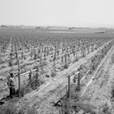Idaho vineyard black and white image