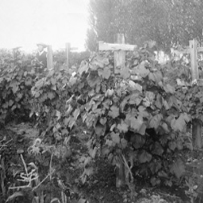 Idaho vineyard leafy vines black and white image