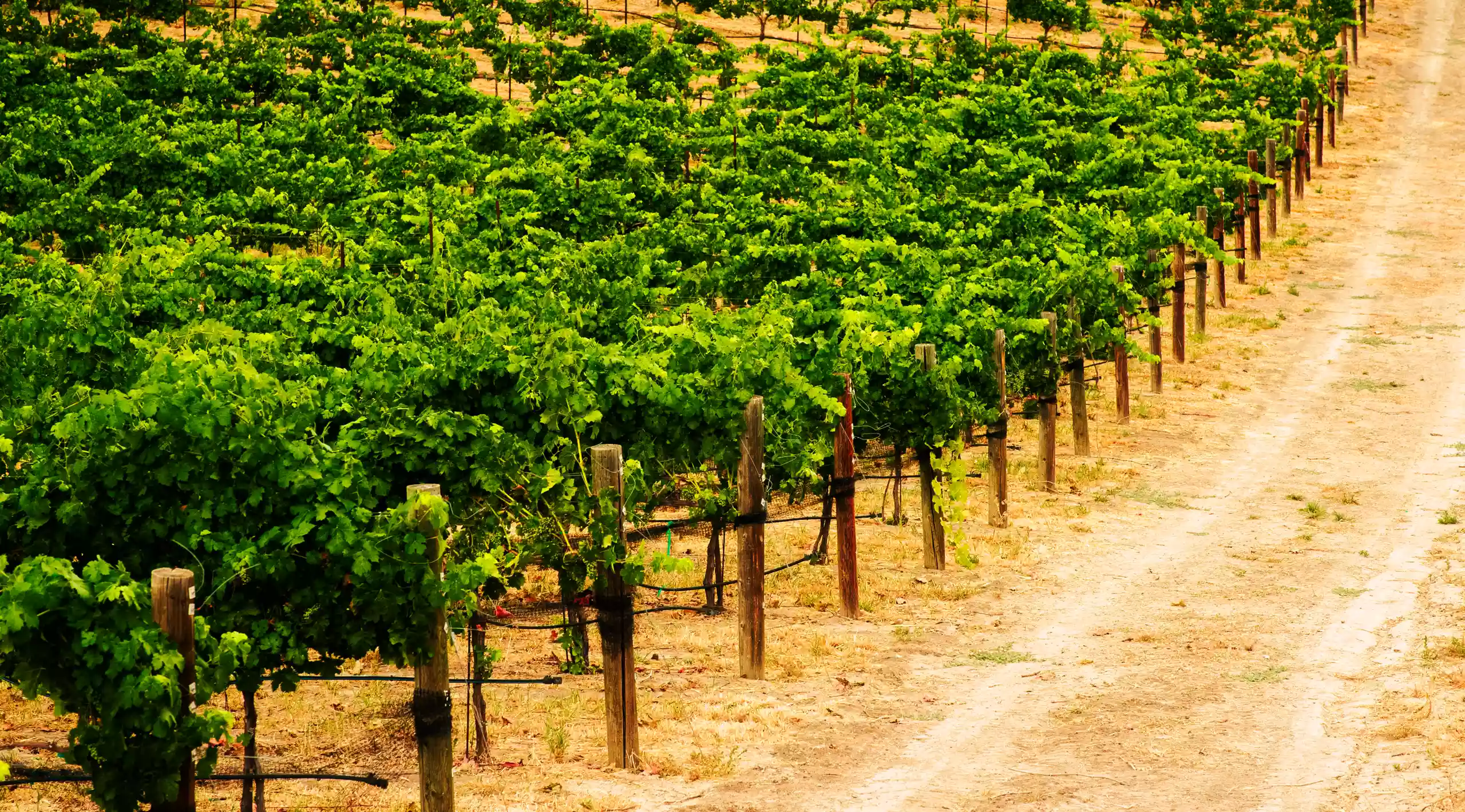 View of a few rows of grapevines in a vineyard