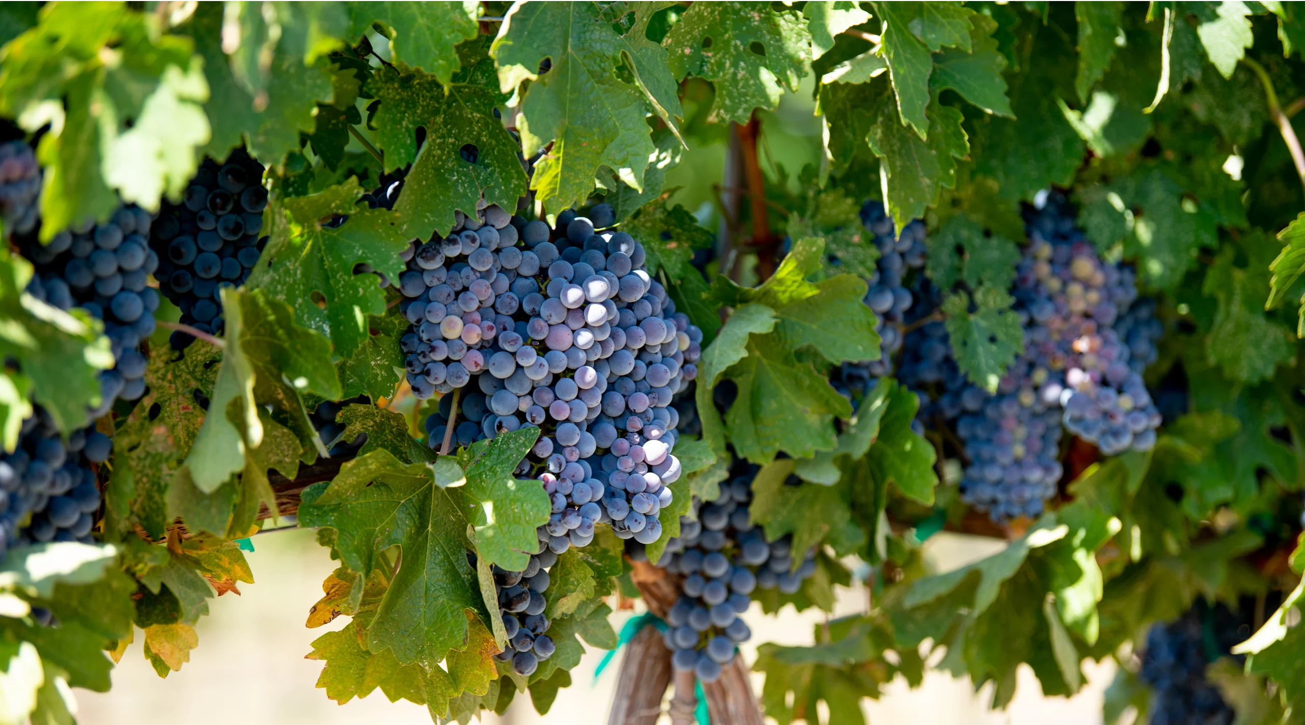 Closeup of several bunches of grapes in the vine and ready for harvest