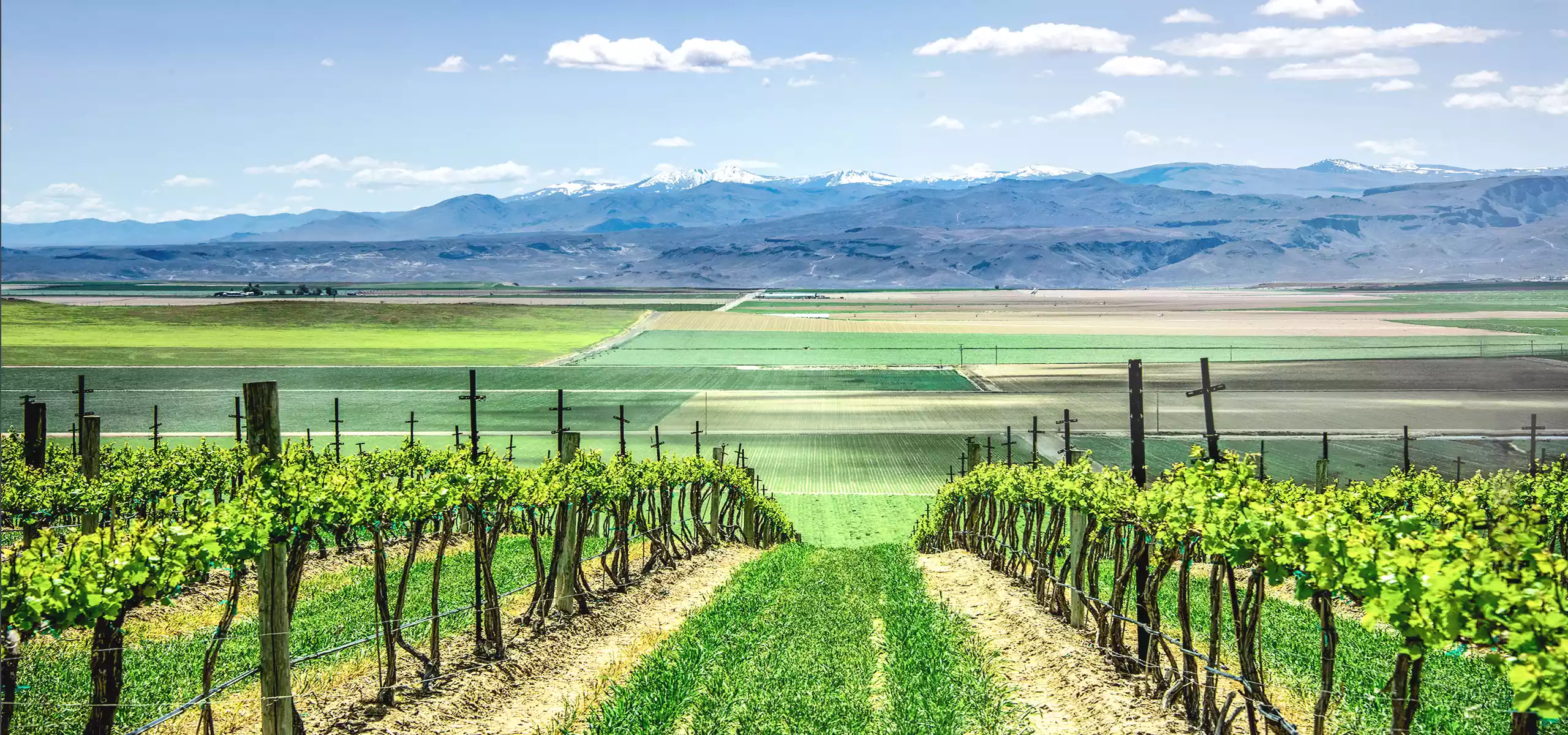 Rows of grapevines with fields and mountains in the background