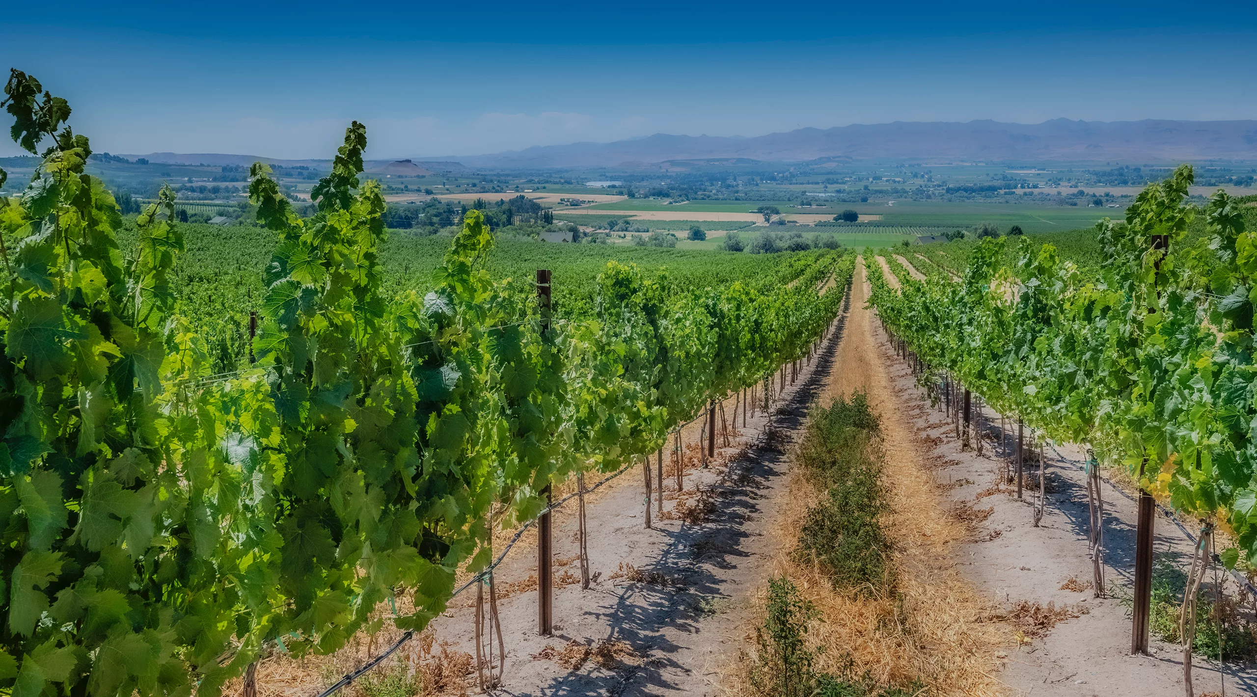 View in foreground down a row of grapevines in a vineyard; mountains in the background