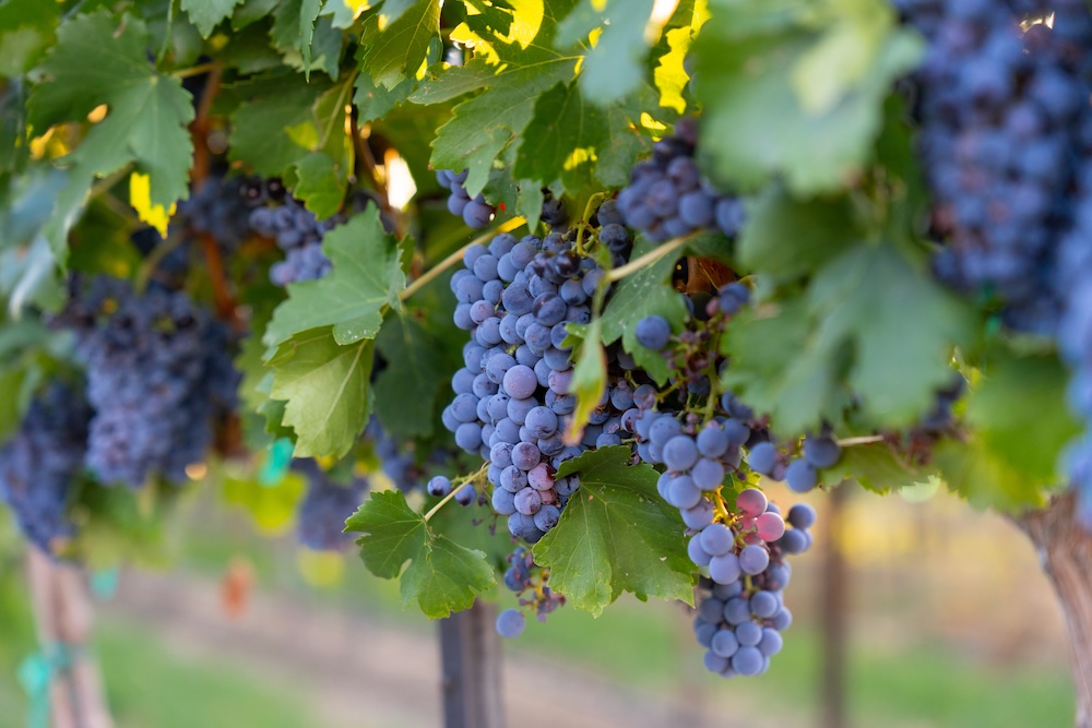 Idaho grapes on the vine