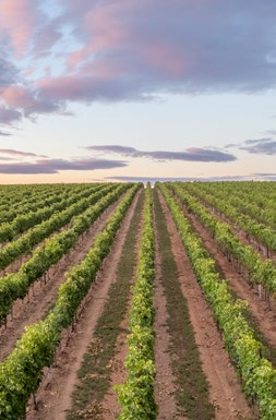 rows of grapevines in a vineyard