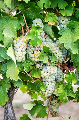 white grapes on the vine
